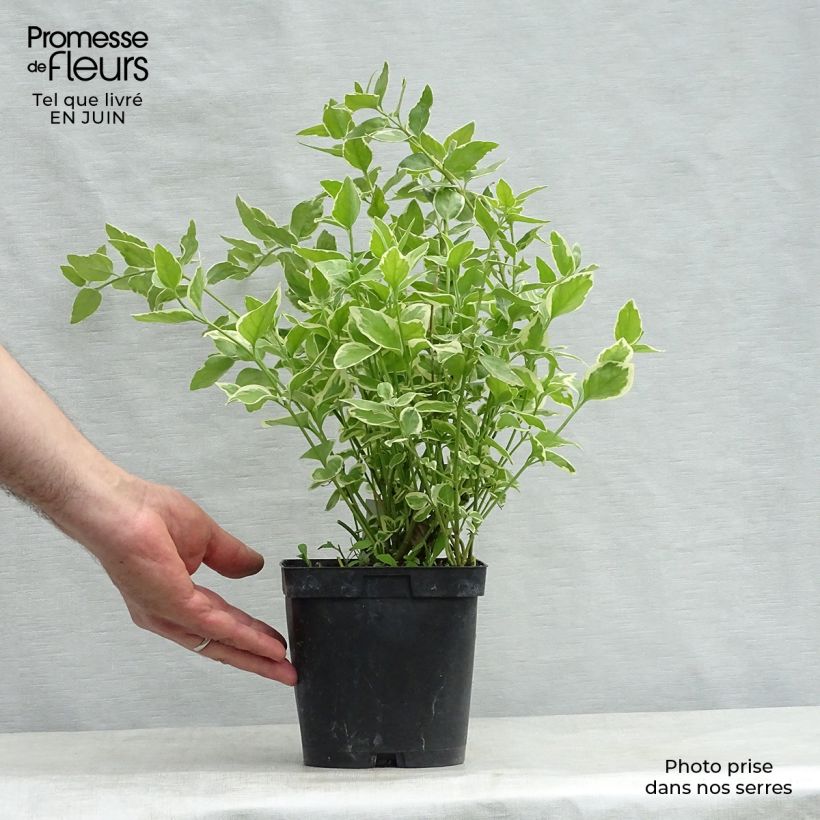 Esemplare di Vinca major Variegata - Pervinca maggiore Vaso da 2L/3L consegnato in estate