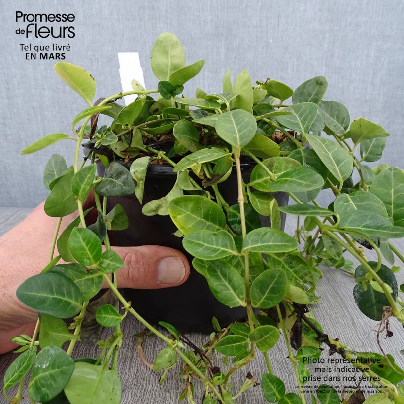 Vinca minor Alba - Pervinca minore Vaso da 2L/3L esemplare consegnato in inverno