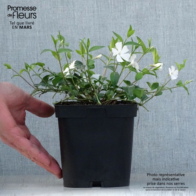 Vinca minor Alba - Pervinca minore Vaso da 2L/3L esemplare consegnato in primavera