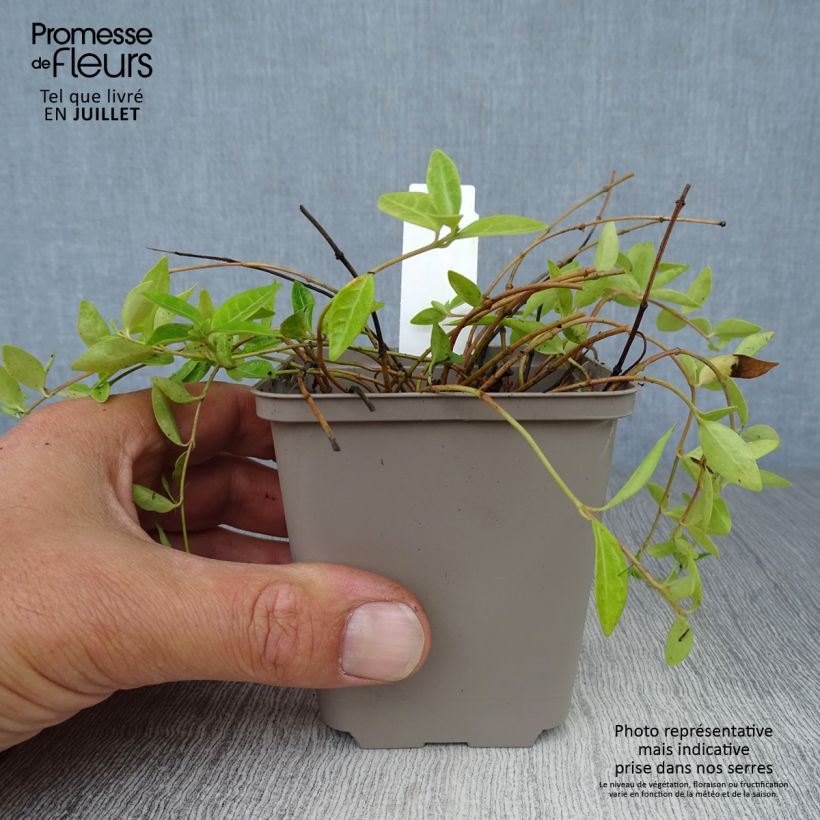 Esemplare di Vinca minor Anna - Pervinca minore Vasetto da 8/9 cm consegnato in estate