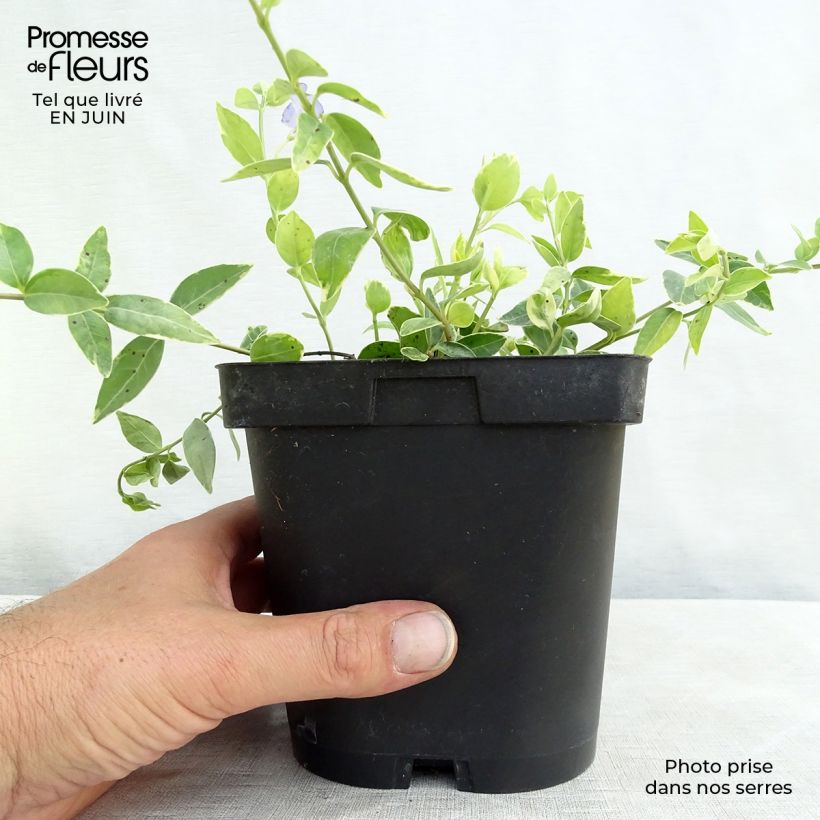 Esemplare di Vinca minor Argenteovariegata - Pervinca minore Vaso da 2L/3L consegnato in estate