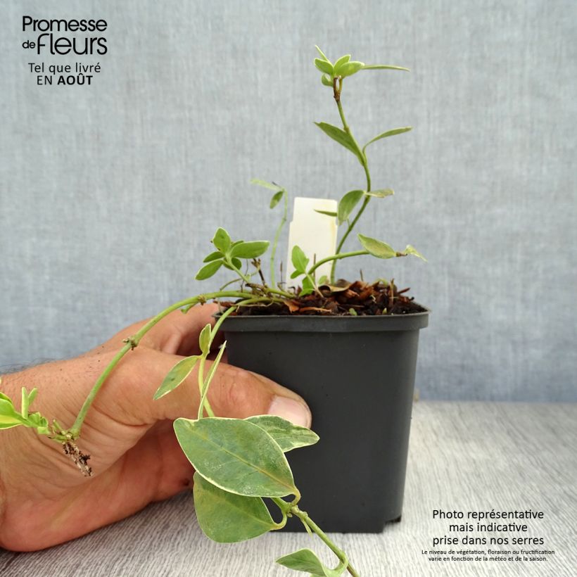 Esemplare di Vinca minor Argenteovariegata - Pervinca minore Vasetto da 8/9 cm consegnato in estate