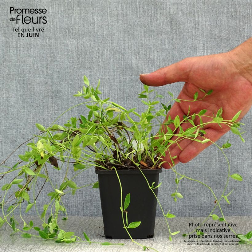 Esemplare di Vinca minor Gertrude Jekyll - Pervinca minore Vasetto da 8/9 cm consegnato in estate
