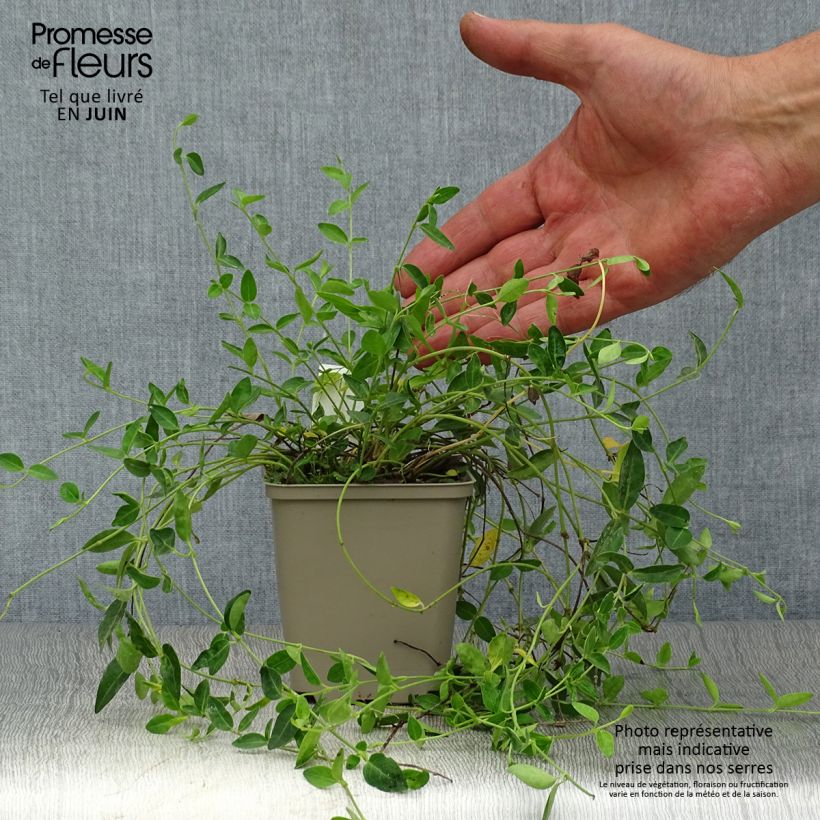 Esemplare di Vinca minor Josefine - Pervinca minore Vasetto da 8/9 cm consegnato in estate