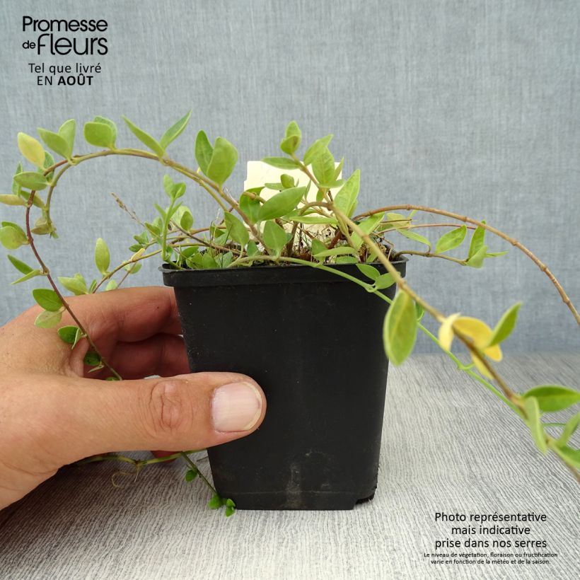 Esemplare di Vinca minor Marie - Pervinca minore Vasetto da 8/9 cm consegnato in estate