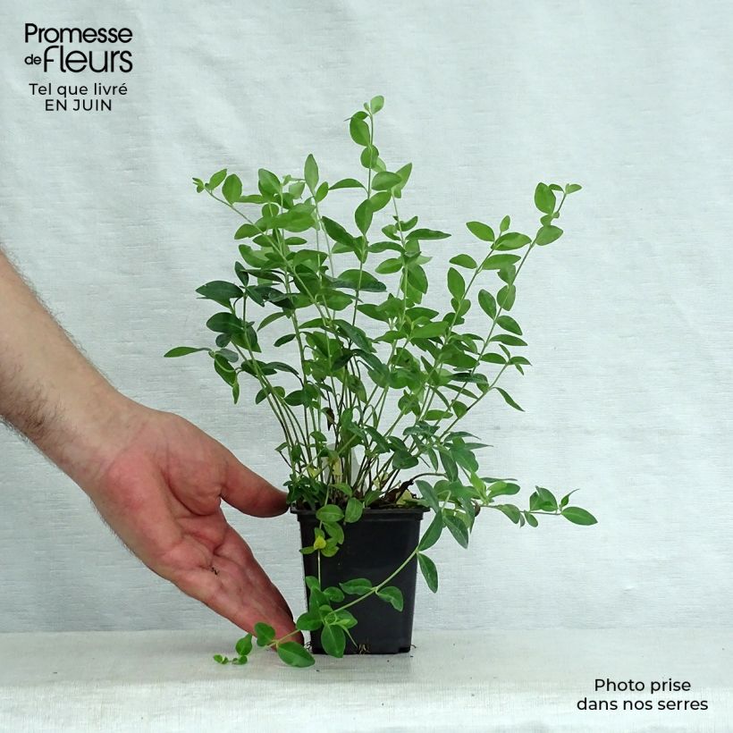 Esemplare di Vinca minor - Pervinca minore Vasetto da 7/8 cm consegnato in estate