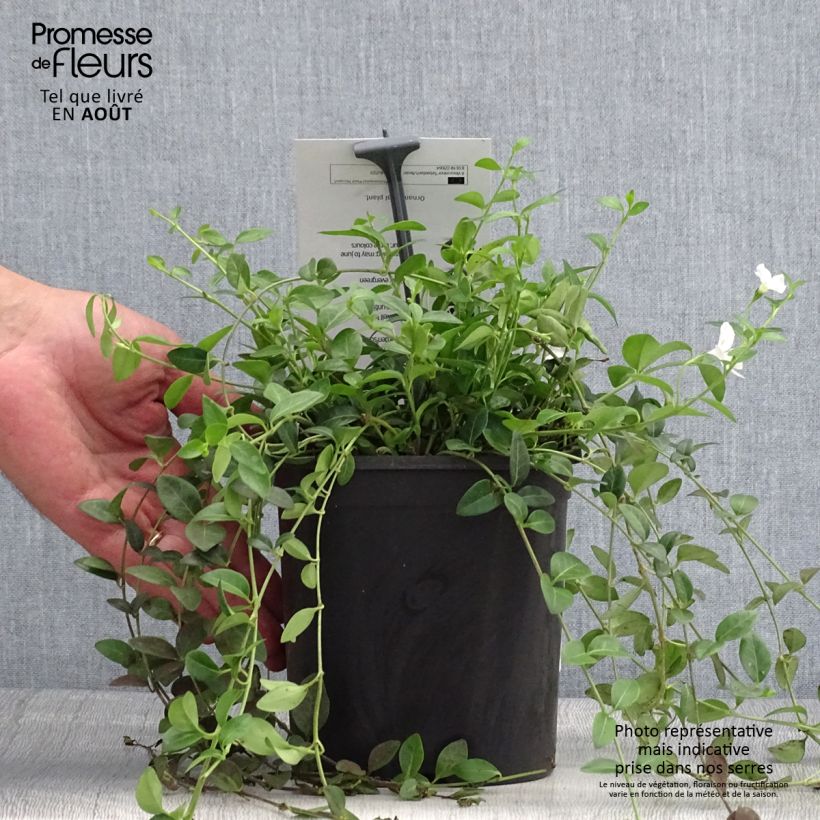 Esemplare di Vinca minor Sebastian's Beste - Pervinca minore Vaso da 2L/3L consegnato in estate