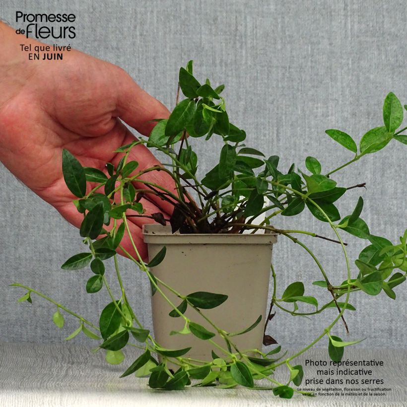 Esemplare di Vinca minor White Power - Pervinca minore Vasetto da 8/9 cm consegnato in estate