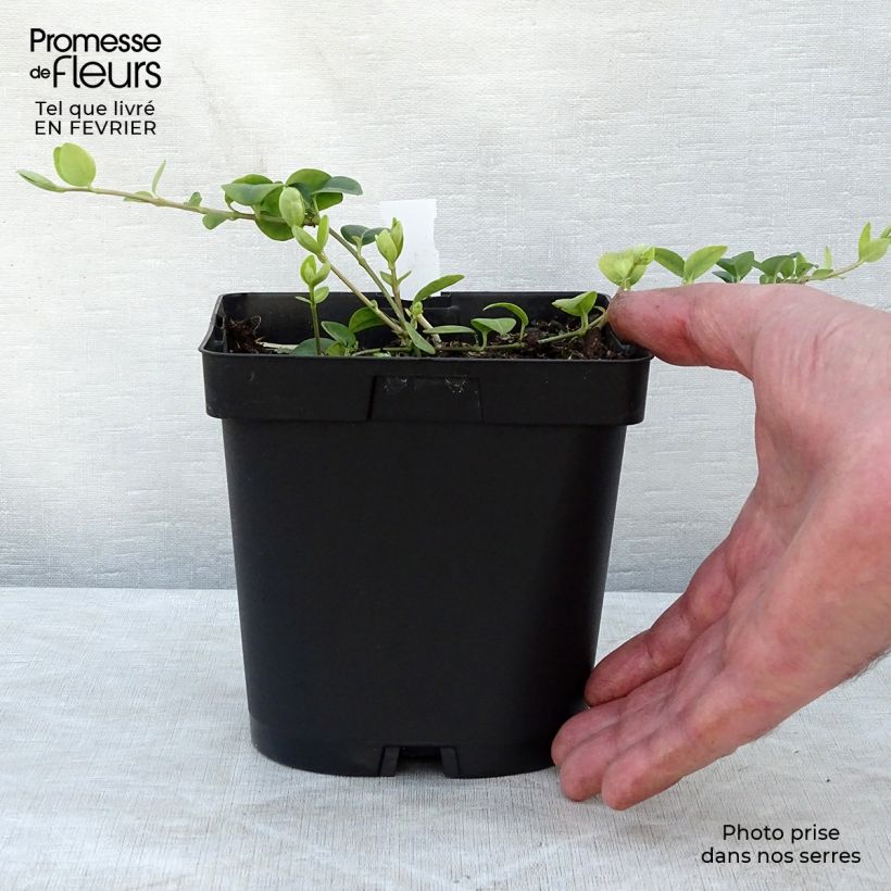 Vinca minor White Power - Pervinca minore Vaso da 2L/3L esemplare consegnato in inverno