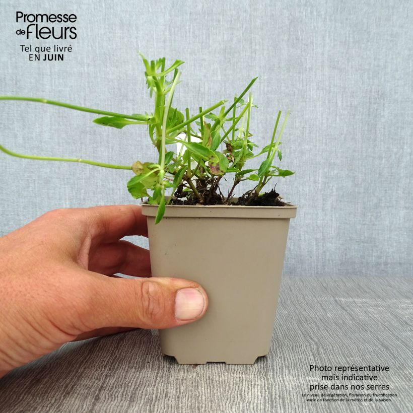 Esemplare di Viola cornuta Columbine Vasetto da 8/9 cm consegnato in estate