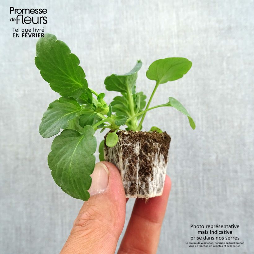 Esemplare di Viola cornuta F1 Prim Up Citrus Mix Jardimotte: zolla da 3,8 cm x 3,2 cm in vassoio da 16 pezzi. come consegnato in autunno