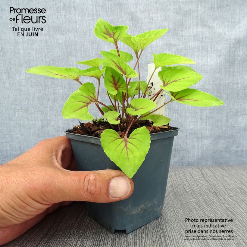 Esemplare di Viola koreana Mars Vasetto da 8/9 cm consegnato in estate