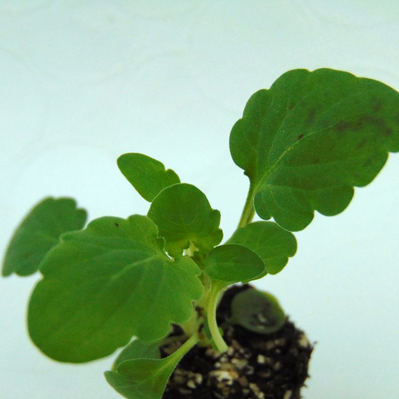 Viola cornuta Penny F1 Mickey (Fogliame)