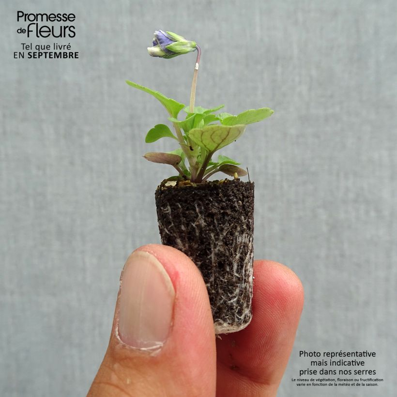 Esemplare di Viola cornuta Sorbet Delft Blue Mini zolla Ø 1,5/2,5 cm come consegnato in autunno