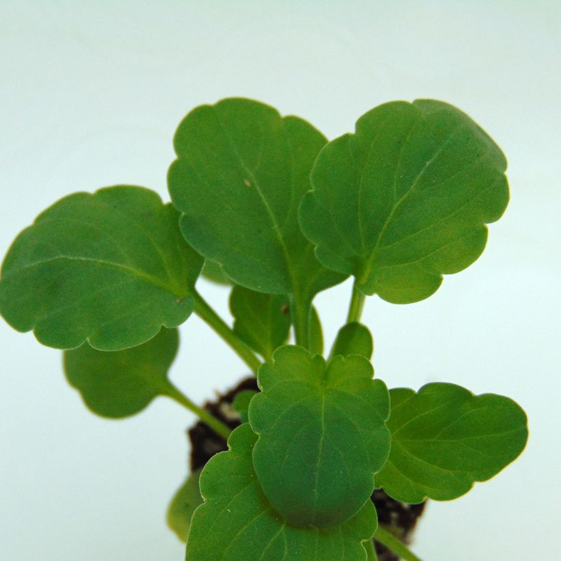 Viola cornuta Lemon Jump-Up (Fogliame)