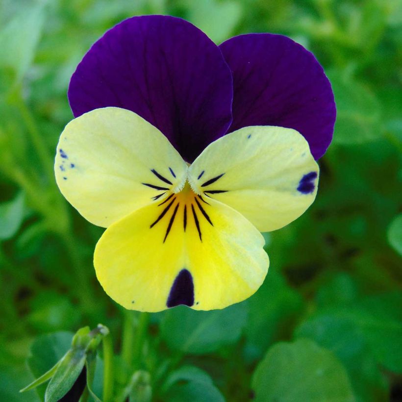 Viola cornuta Lemon Jump-Up (Fioritura)