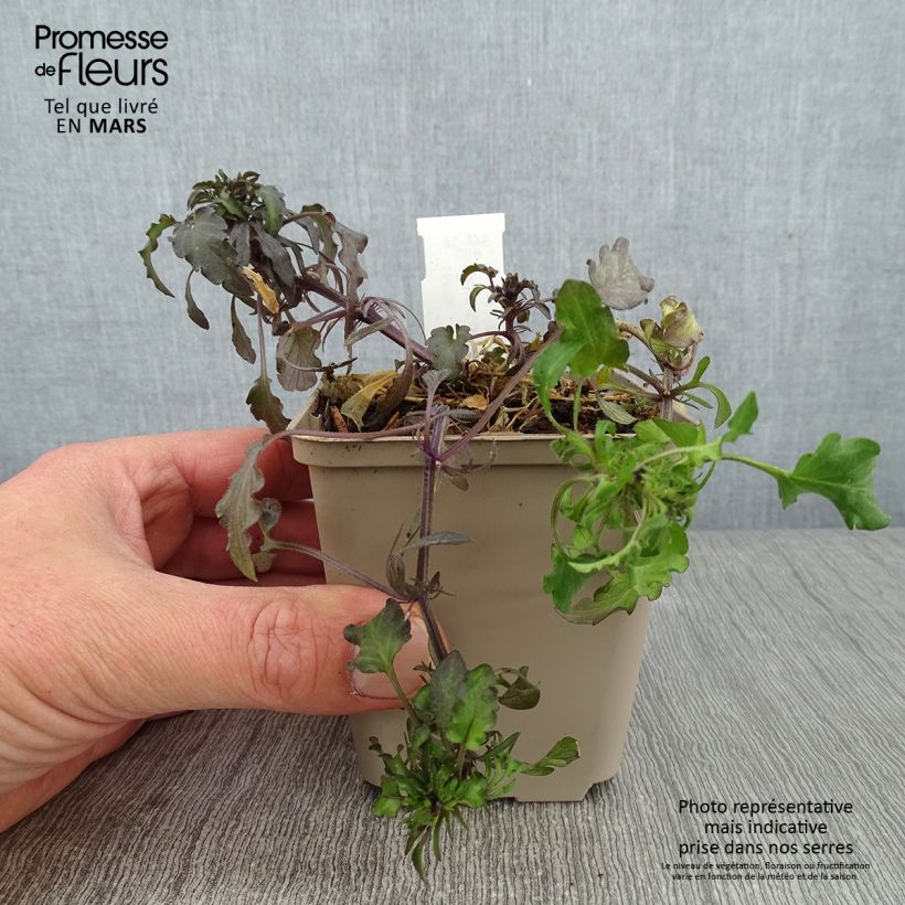 Viola corsica Vasetto da 8/9 cm esemplare consegnato in inverno
