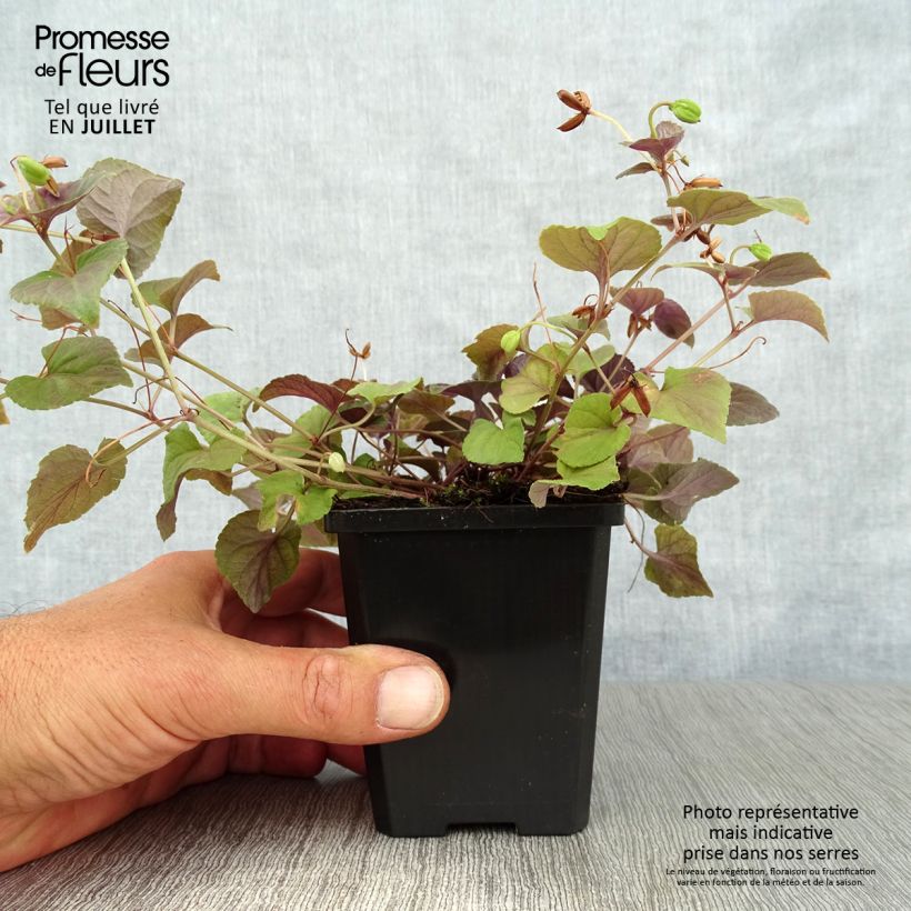 Esemplare di Viola riviniana var. purpurea Vasetto da 8/9 cm consegnato in estate