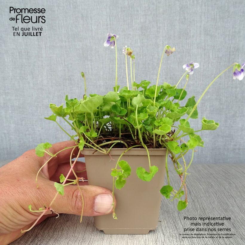 Esemplare di Viola hederacea Vasetto da 8/9 cm consegnato in estate