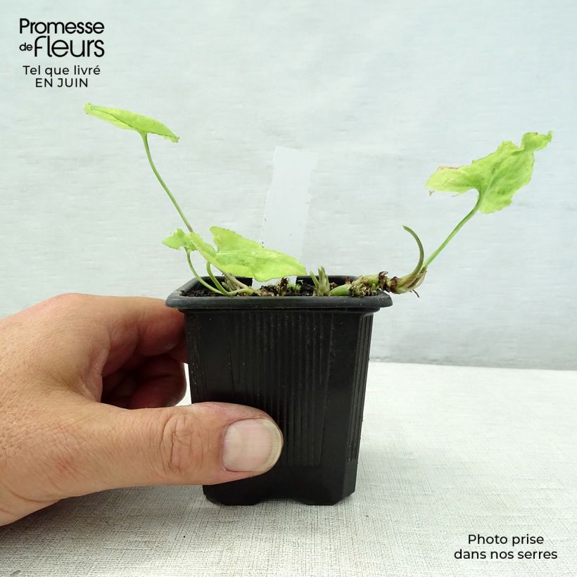 Esemplare di Viola mammola Mrs Pinehurst Vasetto da 8/9 cm consegnato in estate