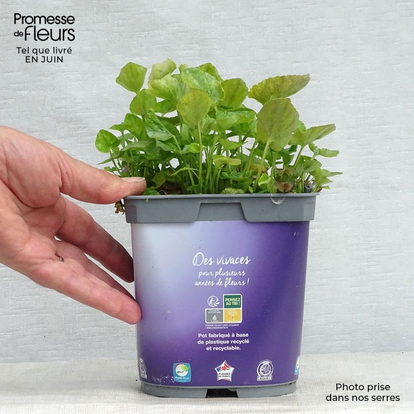 Esemplare di Viola mammola Plena Vaso da 2L/3L consegnato in estate