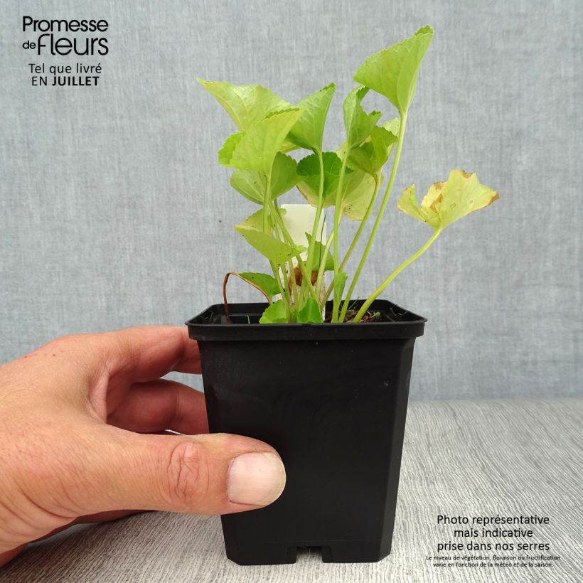 Esemplare di Viola sororia Freckles - Viola sorella Vasetto da 8/9 cm consegnato in estate