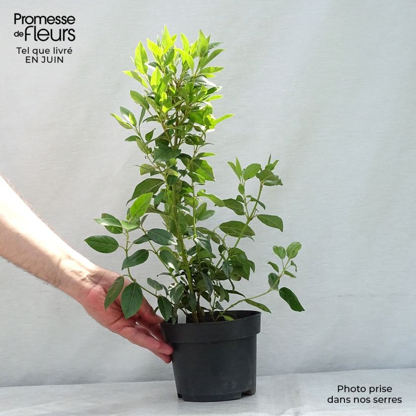 Esemplare di Viburnum tinus Spirit Vaso da 1,5L/2L consegnato in estate