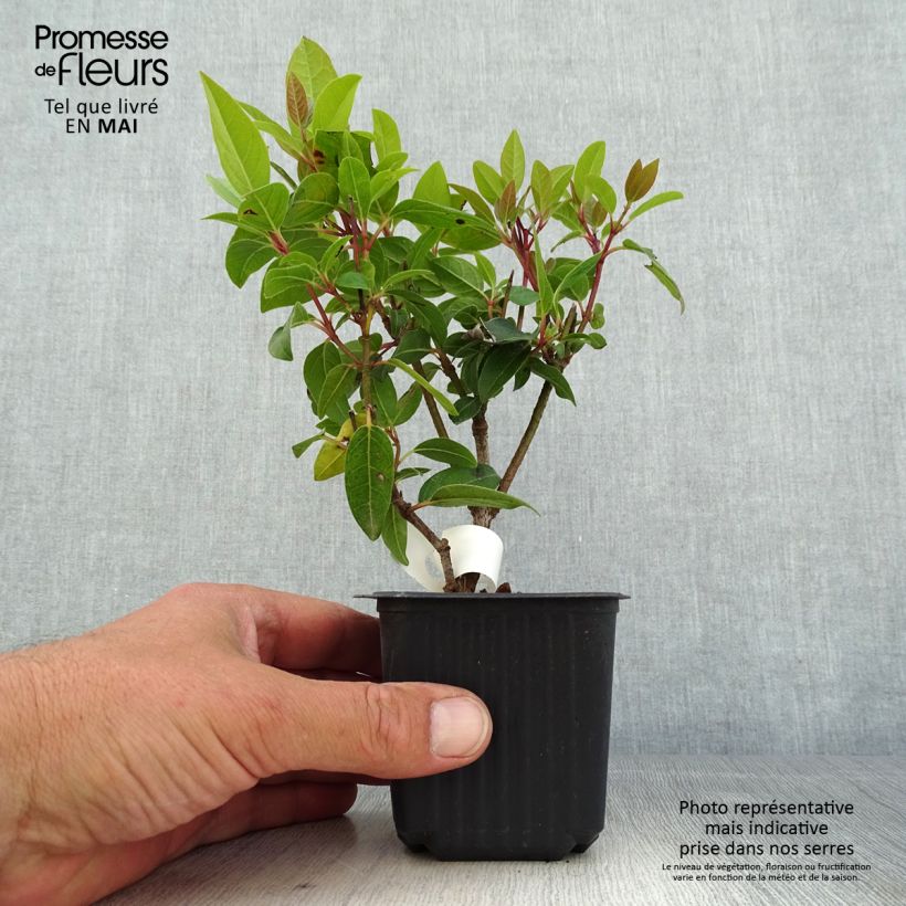 Viburnum tinus Vasetto da 8/9 cm esemplare consegnato in primavera