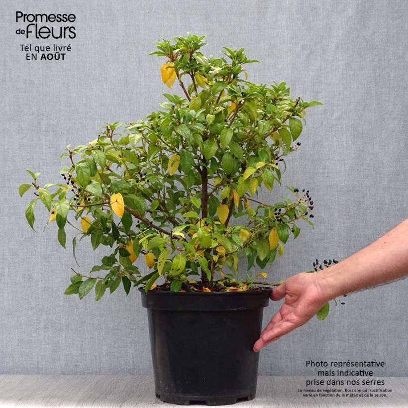 Esemplare di Viburnum tinus Vaso da 7,5L/10L consegnato in estate
