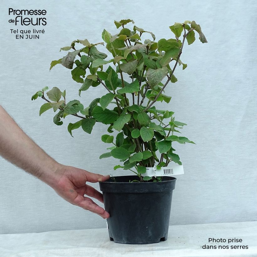 Esemplare di Viburnum carlesii Aurora Vaso da 3L/4L consegnato in estate