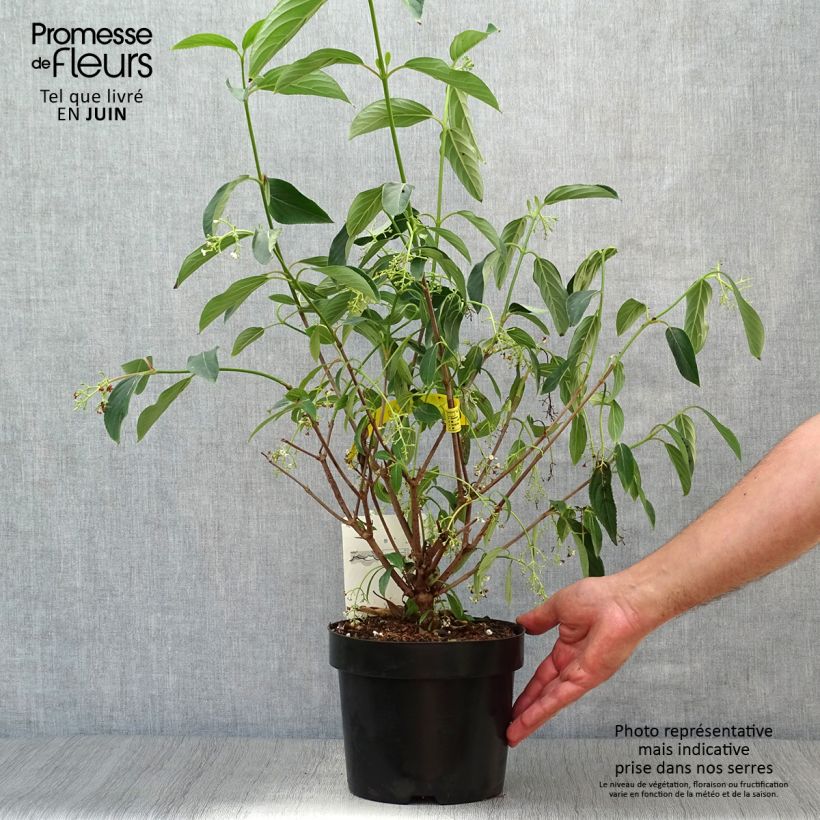 Esemplare di Viburnum hillieri Winton Vaso da 3L/4L consegnato in estate