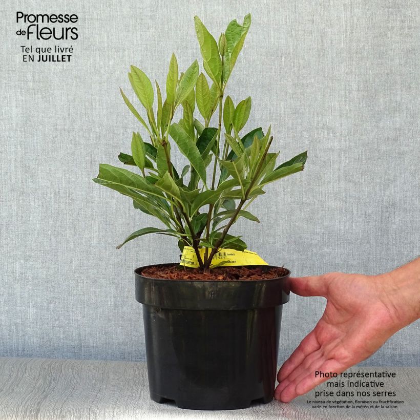 Esemplare di Viburnum nudum Pink Beauty Vaso da 3L/4L consegnato in estate