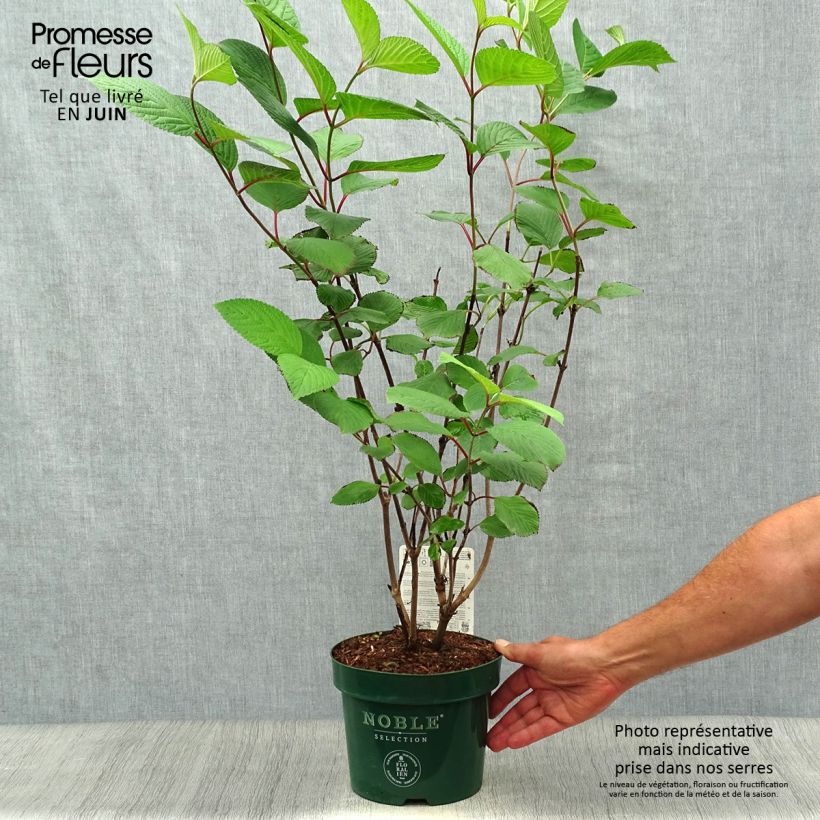 Esemplare di Viburnum plicatum Grandiflorum Noble Vaso da 2L/3L consegnato in estate