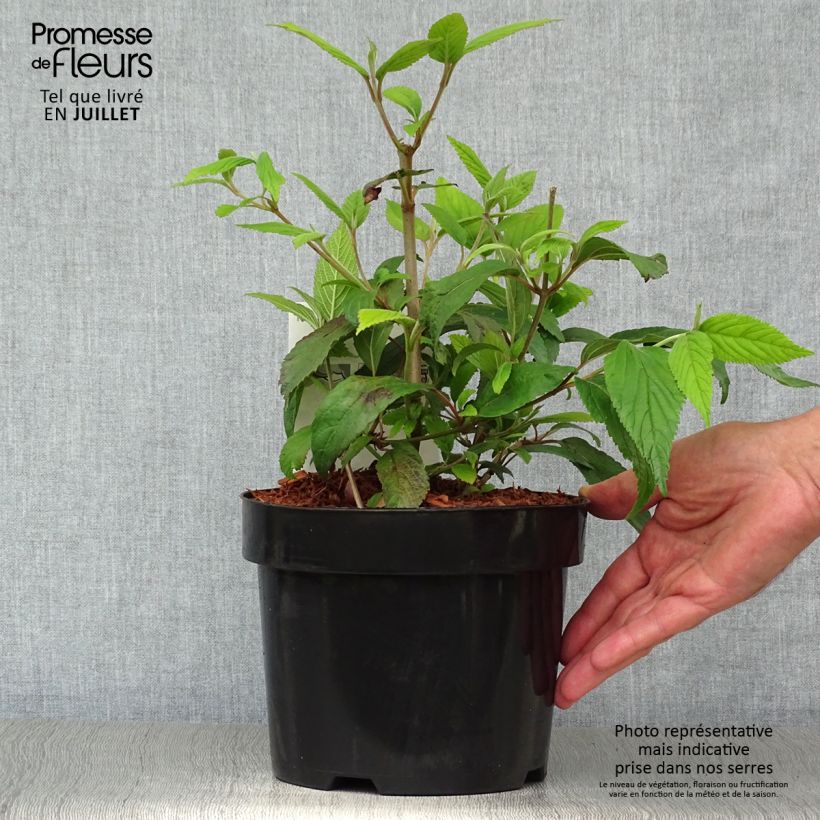 Esemplare di Viburnum plicatum Kilimanjaro Vaso da 2L/3L consegnato in estate
