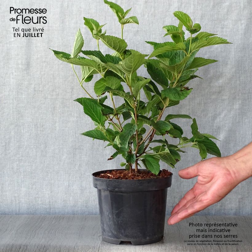 Esemplare di Viburnum plicatum Lanarth Vaso da 2L/3L consegnato in estate
