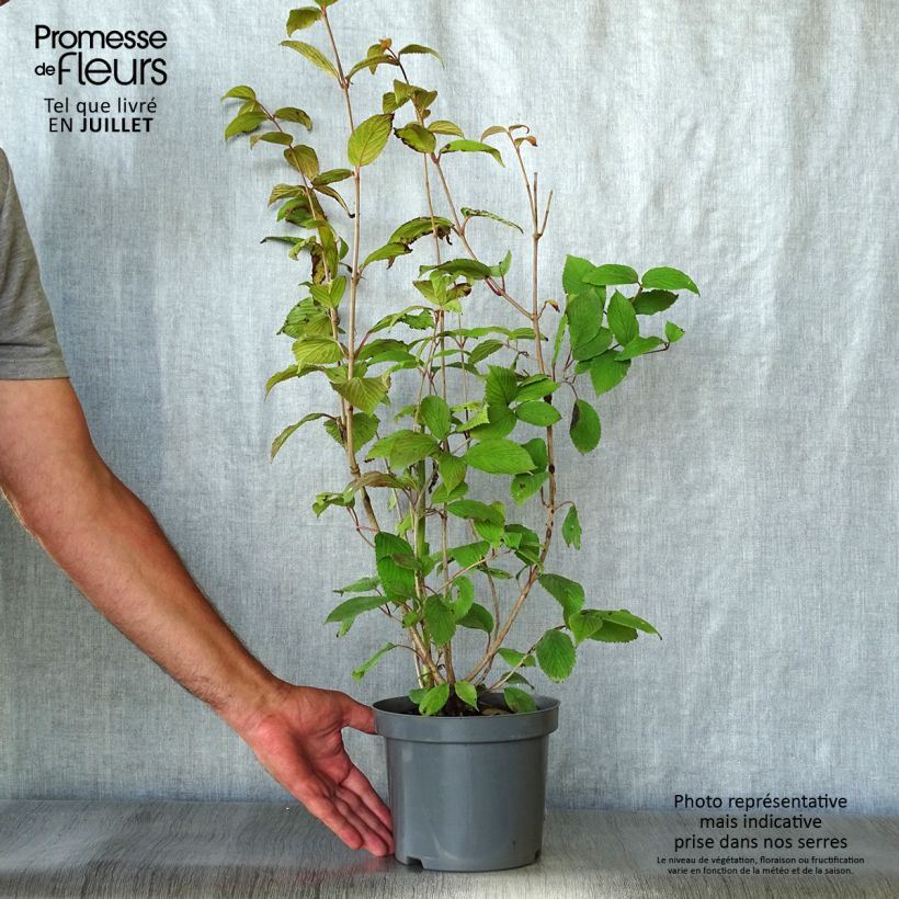 Esemplare di Viburnum plicatum Pink Beauty Vaso da 2L/3L consegnato in estate
