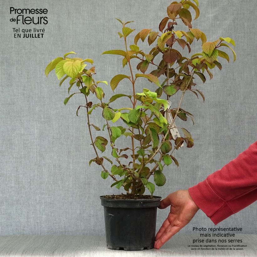 Esemplare di Viburnum plicatum Popcorn Vaso da 3L/4L consegnato in estate