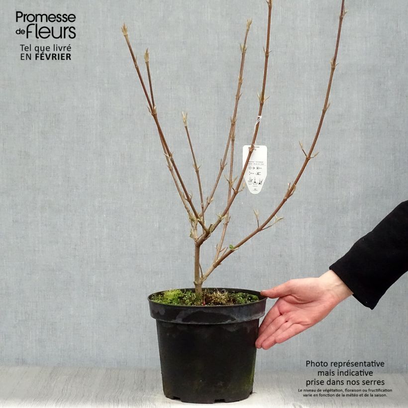 Viburnum carlcephalum Vaso da 7,5L/10L esemplare consegnato in inverno