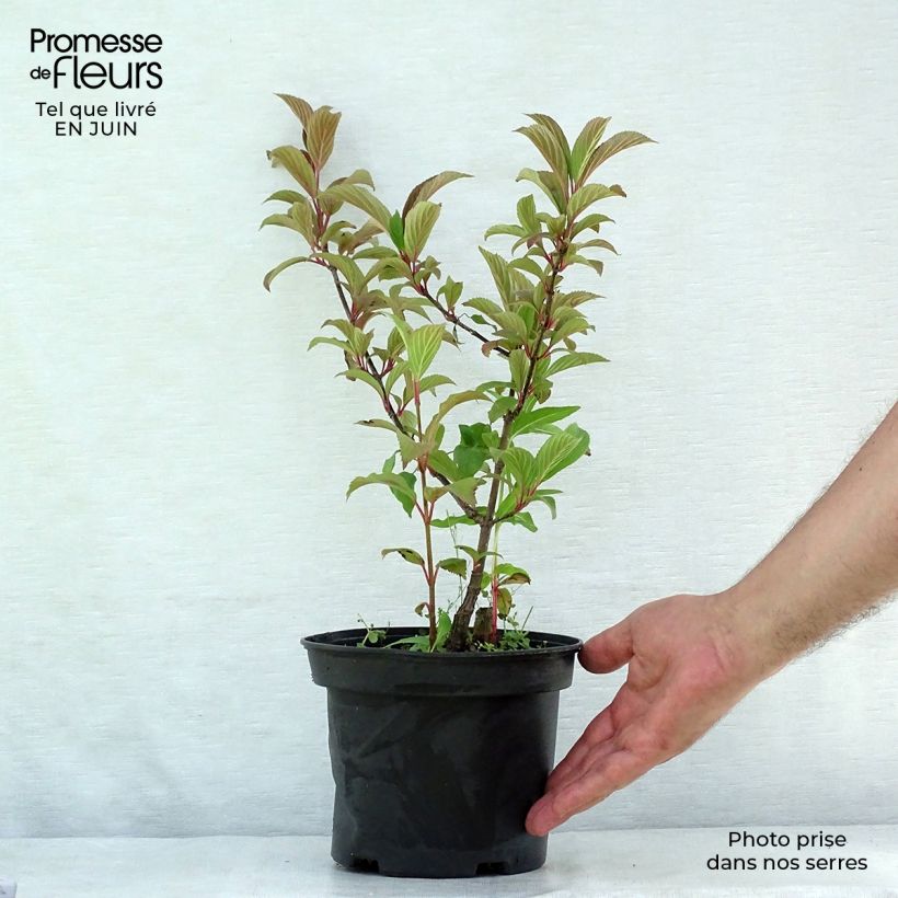 Esemplare di Viburnum bodnantense Charles Lamont Vaso da 3L/4L consegnato in estate