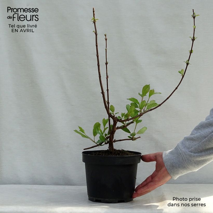 Viburnum farreri Vaso da 2L/3L esemplare consegnato in primavera