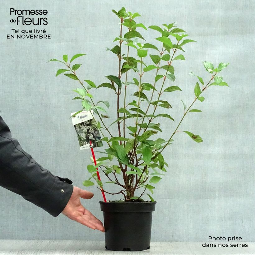Esemplare di Viburnum farreri Vaso da 2L/3L come consegnato in autunno