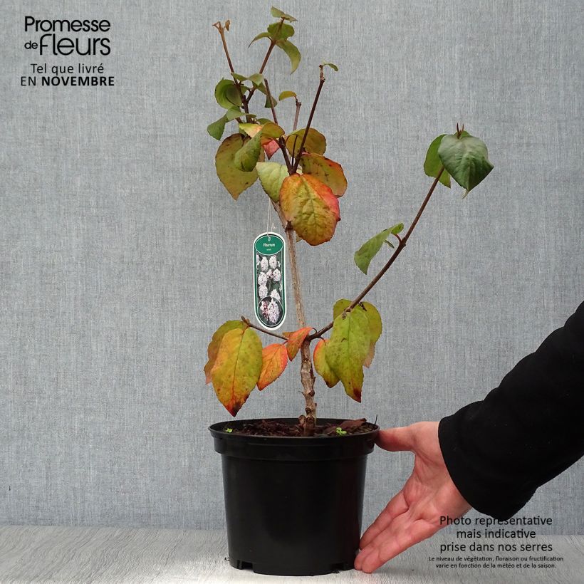Esemplare di Viburnum carlesii Caprifoliaceae Vaso da 2L/3L come consegnato in autunno