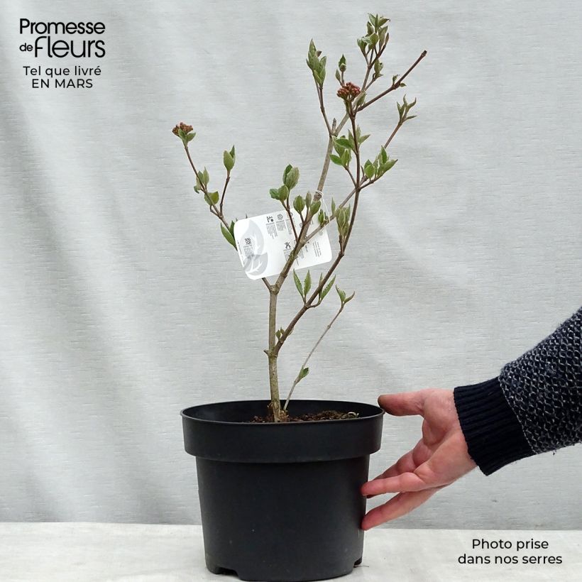 Viburnum carlesii Caprifoliaceae Vaso da 4L/5L esemplare consegnato in primavera