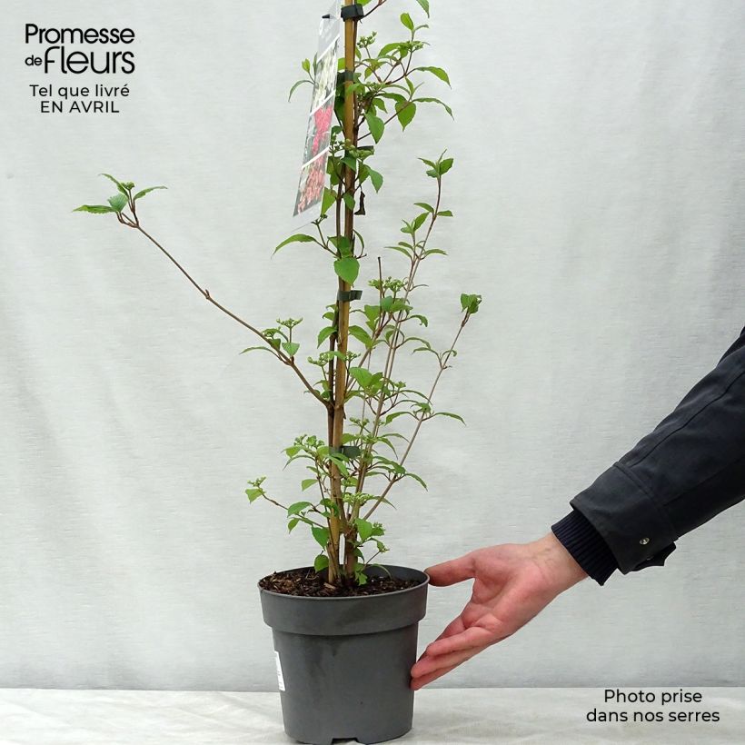 Viburnum plicatum Kilimanjaro Sunrise Vaso da 2L/3LAltezza consegnata circa 40/50cm esemplare consegnato in primavera