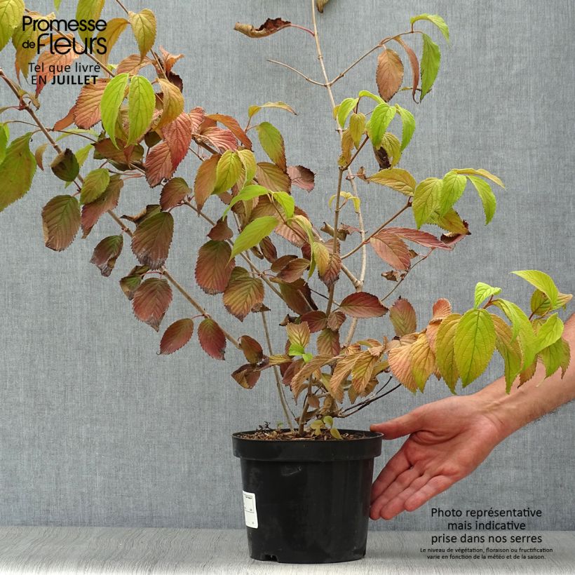Esemplare di Viburnum plicatum Mariesii Vaso da 3L/4L consegnato in estate