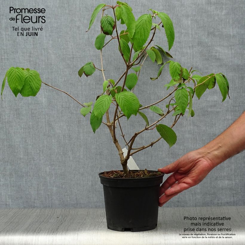 Esemplare di Viburnum plicatum Shasta Vaso da 3L/4L consegnato in estate