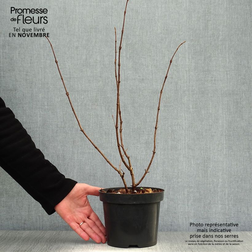 Esemplare di Viburnum plicatum Tomentosum Vaso da 2L/3L come consegnato in autunno
