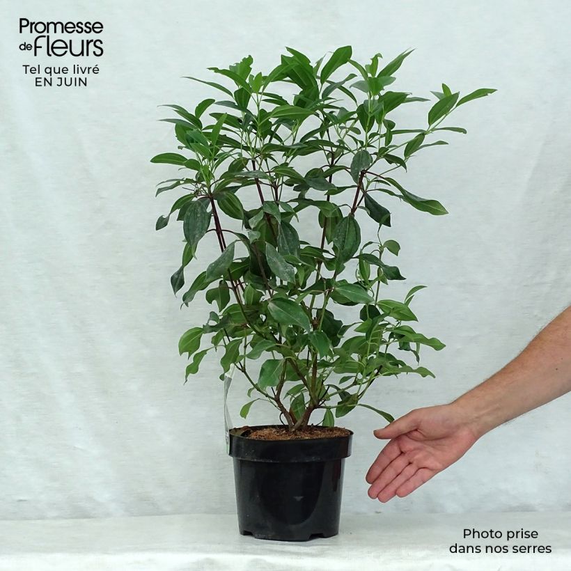 Esemplare di Viburnum davidii Angustifolium Vaso da 3L/4L consegnato in estate