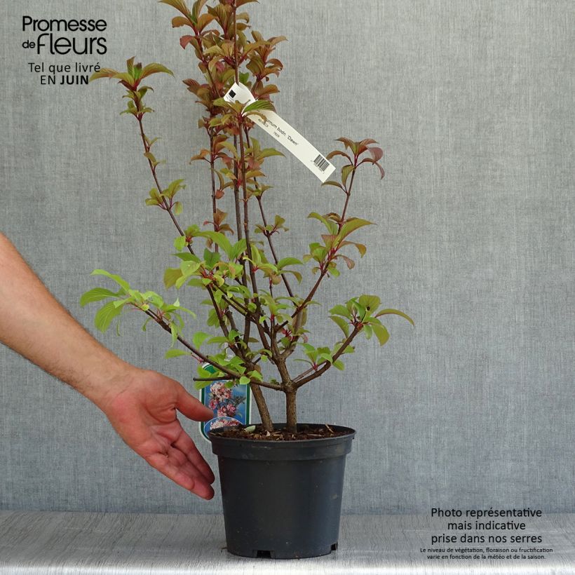 Esemplare di Viburnum bodnantense Dawn Vaso da 2L/3L consegnato in estate