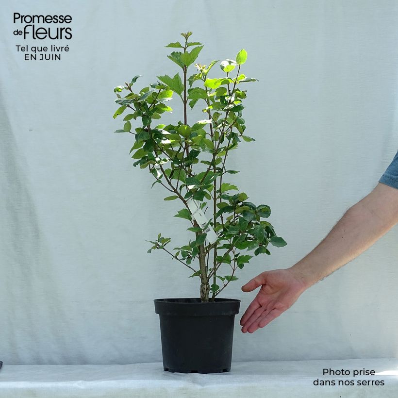 Esemplare di Viburnum burkwoodii Mohawk Vaso da 4L/5L consegnato in estate